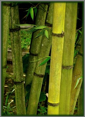 Candi-2-Bambu