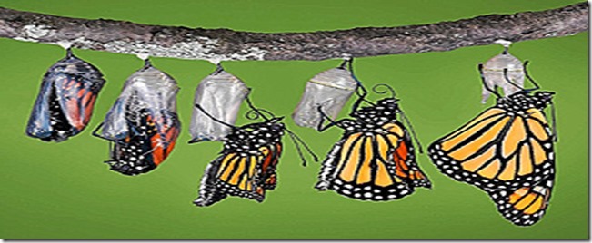 capullo-mariposa-proceso