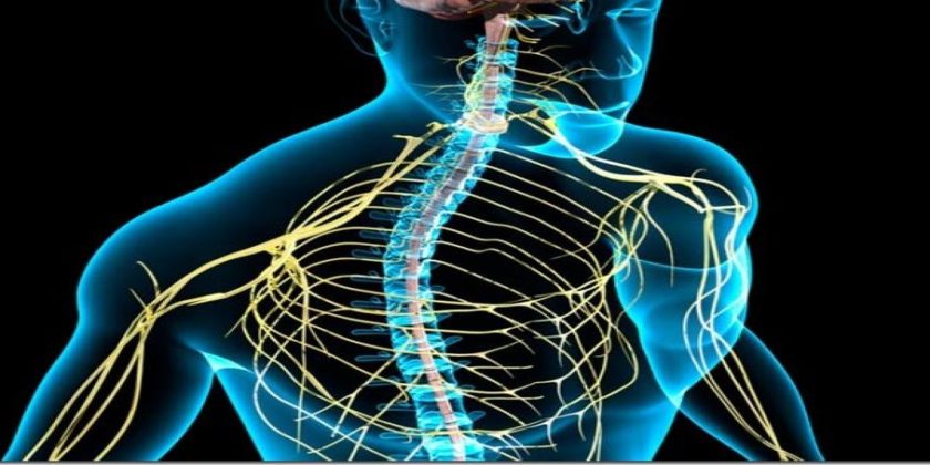 Sistema nervioso, meridianos, límites en el ADN y el potencial energético que tiene el ser humano